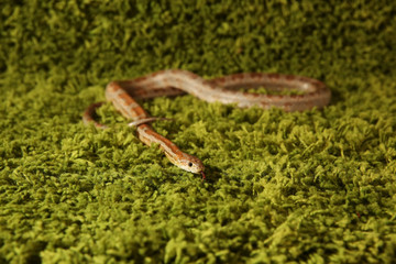 Fototapeta premium Pantherophis Guttatus snake, Corn Snake on green background