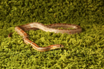 Pantherophis Guttatus snake, Corn Snake on green background