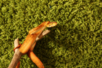 Amazon tree boa (Corallus hortulanus) snake on green background 
