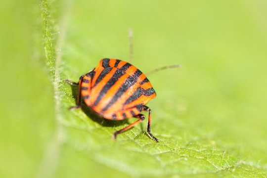 The striped bug sits on a plant.