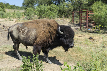 Side view of American Buffalo or Bison on Farm Pasture