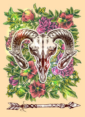 illustration  animal skull
