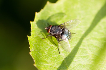 Insect fly on the leaf.