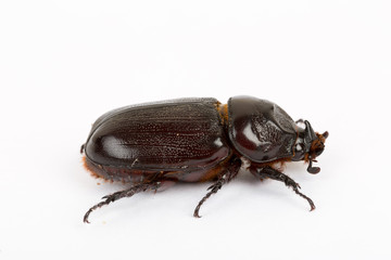Live dung beetle isolated on white background