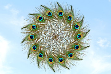 Beautiful peacock feathers in sky background with text copy space © gv image