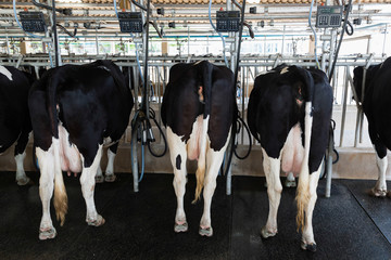 Dairy black and white cow in their milking facility