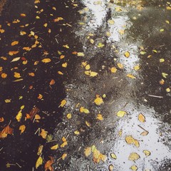 foglie autunno