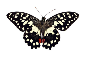 Butterfly Papilio Demoleus