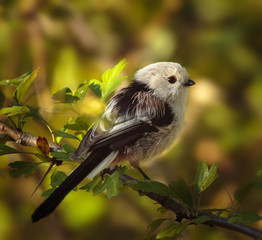 Long tail tit