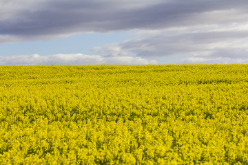 Fototapeta premium flowering canola plants