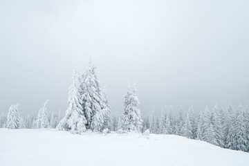 Grey winter landscape in the forest