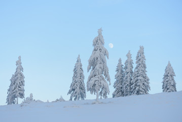 Winter landscape with the beautiful snowy trees
