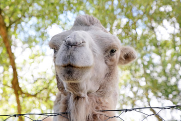 Close up shot of a camel