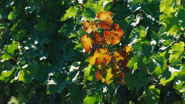 Vineyard in summer day /  Green grape leaves in sunlight in the wind