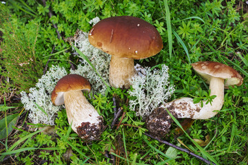 Three mushroom boletus found  in forest