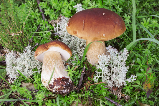 Two mushroom boletus found on the moss  in forest