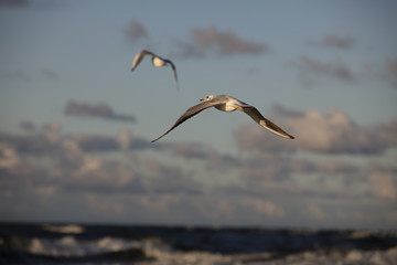 Morskie widoki © GrzegorzZielono