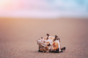 Obraz na płótnie Canvas exotical shell on sandy sunny beach