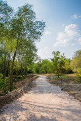 The path in the park.