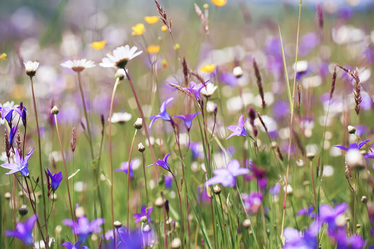 Fototapeta colorful summer flowers on sunny rural field. natural background