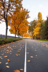 empty road and colorful yellow, green and red trees in autumn park