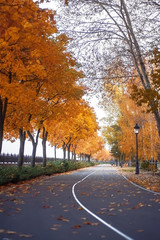 empty road and colorful yellow, green and red trees in autumn park