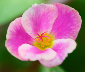 Closeup image of small pink Portulaca flower