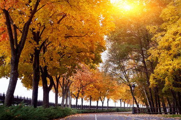 empty road and colorful yellow, green and red trees in autumn park
