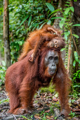 A female of the orangutan with a cub in a natural habitat.  Central Bornean orangutan (Pongo pygmaeus wurmbii) in the wild nature. Wild Tropical Rainforest of Borneo. Indonesia