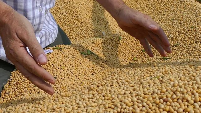 Combine harvester transferring freshly harvested soybean to tractor-trailer for transport