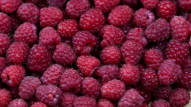 Ripe raspberry background. Closeup berries. 1280x720. Slow Motion
