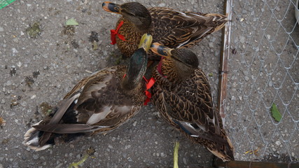 four ducks with red ribbons on gray pavement