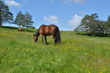 Naklejka premium Brown horses grazing on a pasture in a mountain meadow