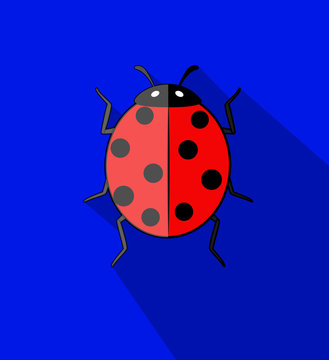 Ladybird Insect