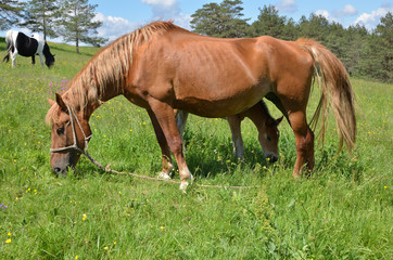 Meadow With Horse and Foal
