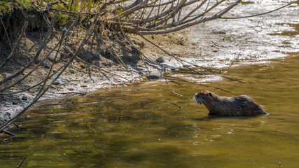 Nutria (Myocastor coypus) Biberratte am Ufer des Flusses
