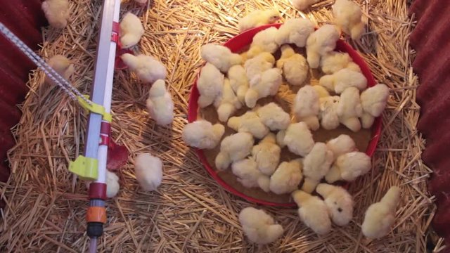 New Born Chicks at Farm