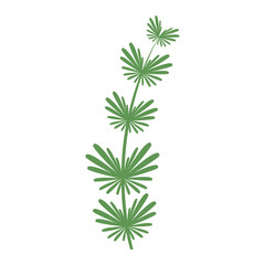 Seaweed vector illustration leaf