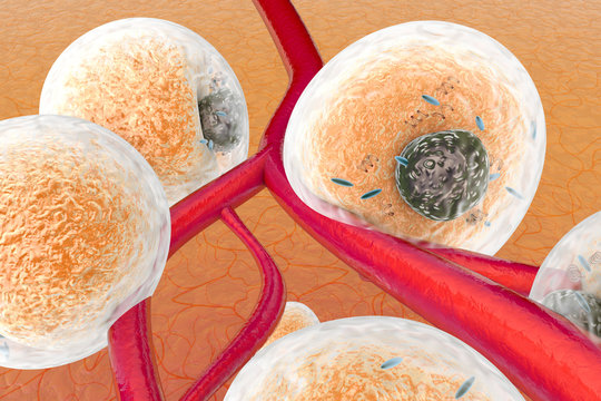 Fat Cells on human tissue	