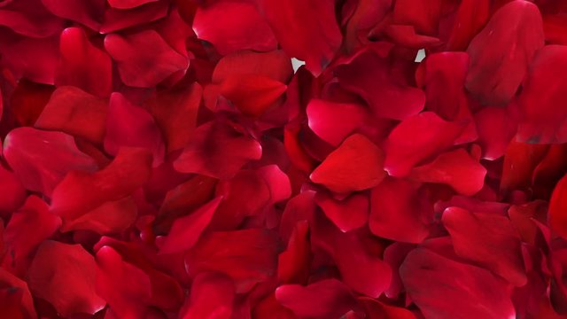 Soft Rose Petals Wipe in Slow Motion