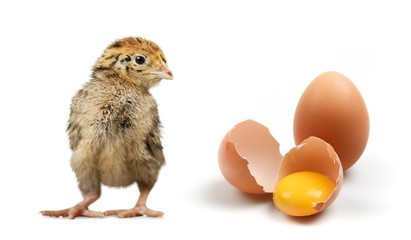 Fototapeta premium Eggs.