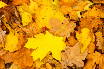 Fallen leaves on ground.