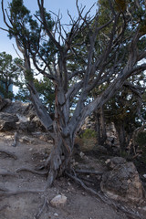 Cedar tree growing in stony ground