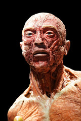 Human face without skin, male face