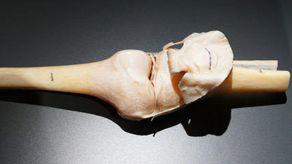 Human knee joint