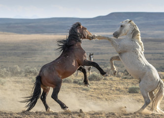 Mustang Battle
