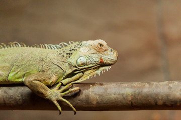 Iguana