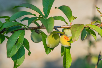 Young peaches growing on a tree branch. 