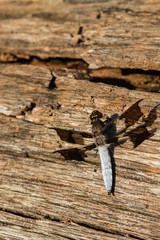 Close up of a dragonfly in old wood. 