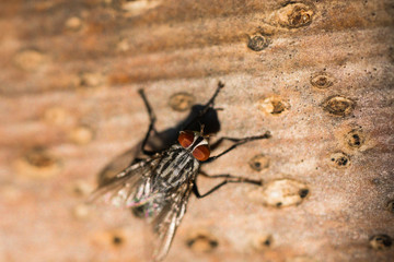 Macro image of a common fly on dried vegetation. 